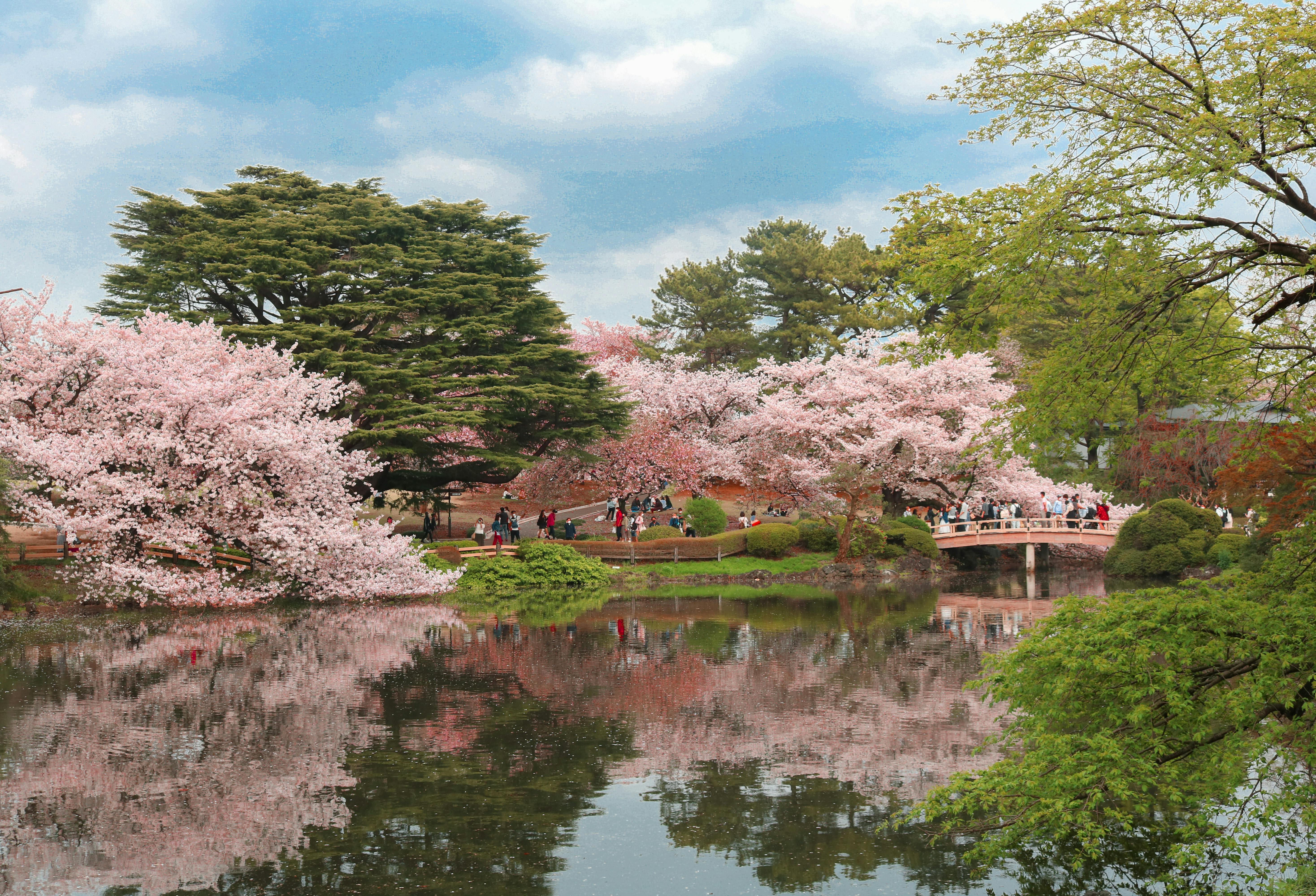 Cherry blossoms along a river with city backdrop